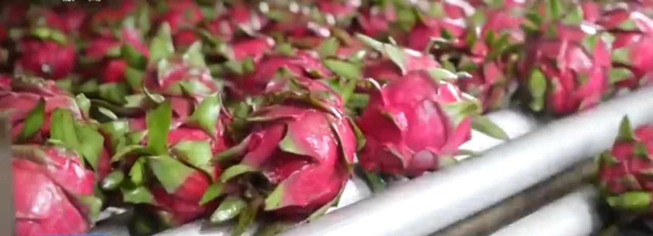 红彤彤的火龙果在传送带上排列整齐，黄澄澄的柠檬片铺满容器格外诱人，农户加工的特色