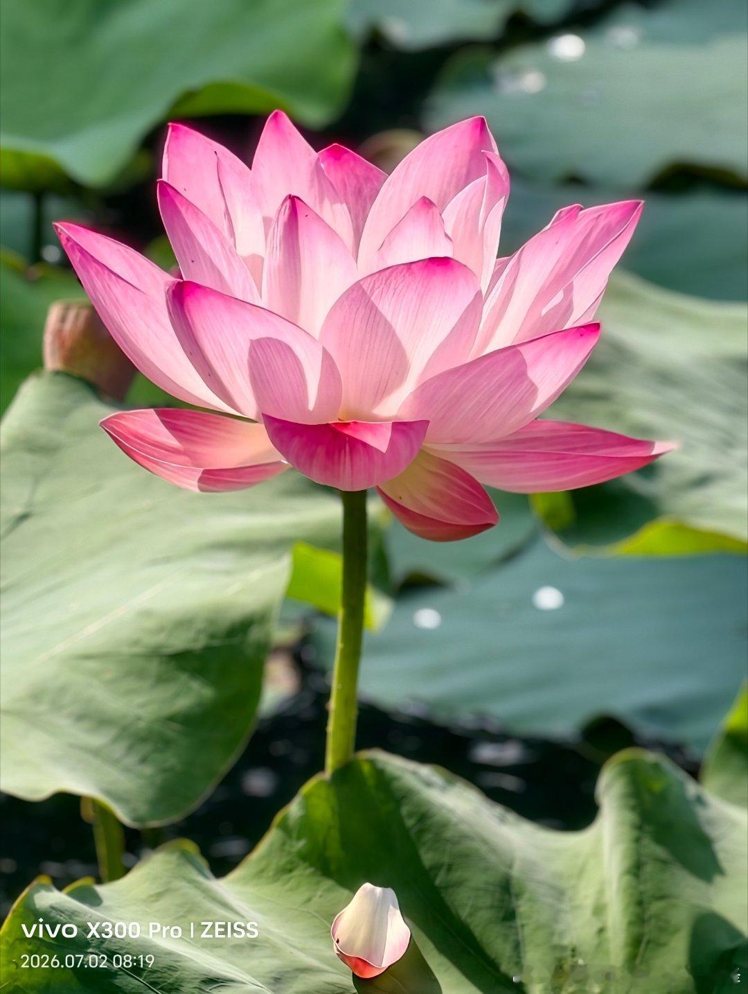 「村上春树式温柔」我告诉你我喜欢你，并不是一定要和你在一起，只是希望今后的你，在