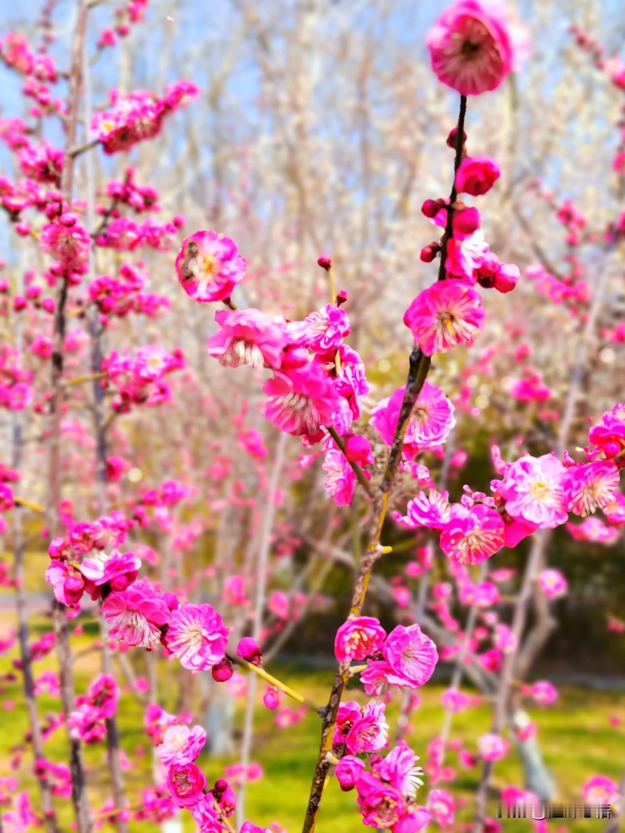 春日梅花盛开，满园粉红浪漫！🌸🌸🌸