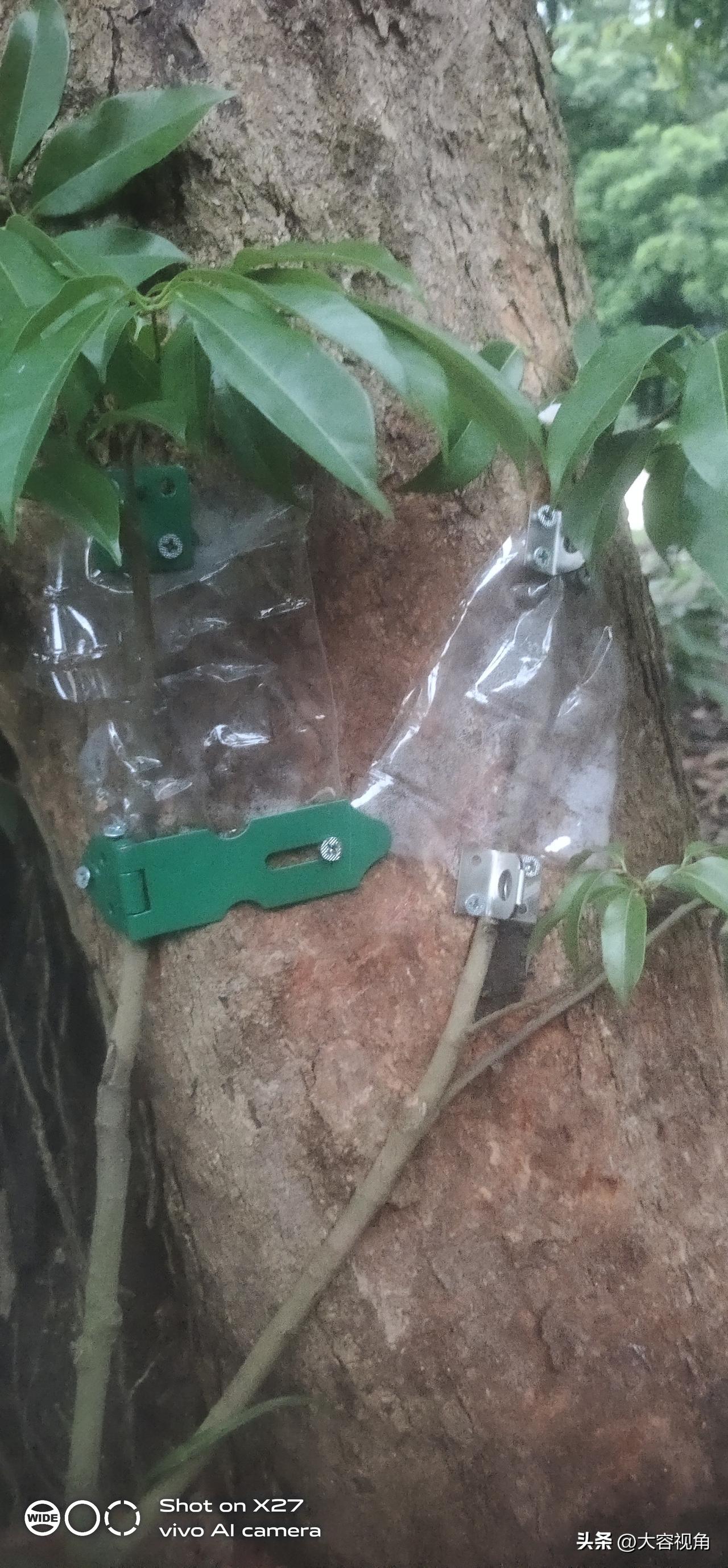 我这嫁接创意绝了，就用锁头折叶靠接，我觉得大概率能成功。之前我试过普通的嫁接方法
