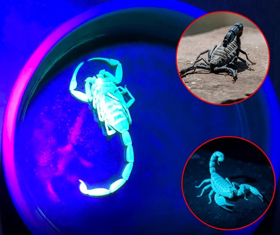 蝎子是地球上生命力最顽强的生物之一，它们的生存能力几乎令人难以置信。
它们可以屏