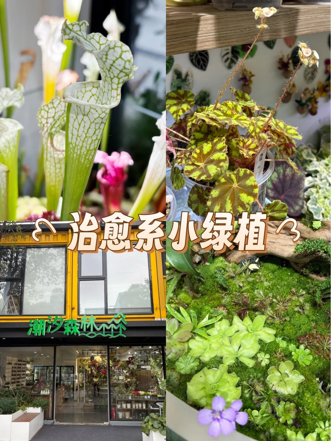 躲进的治愈绿洲🌿｜宝藏花店推荐💐