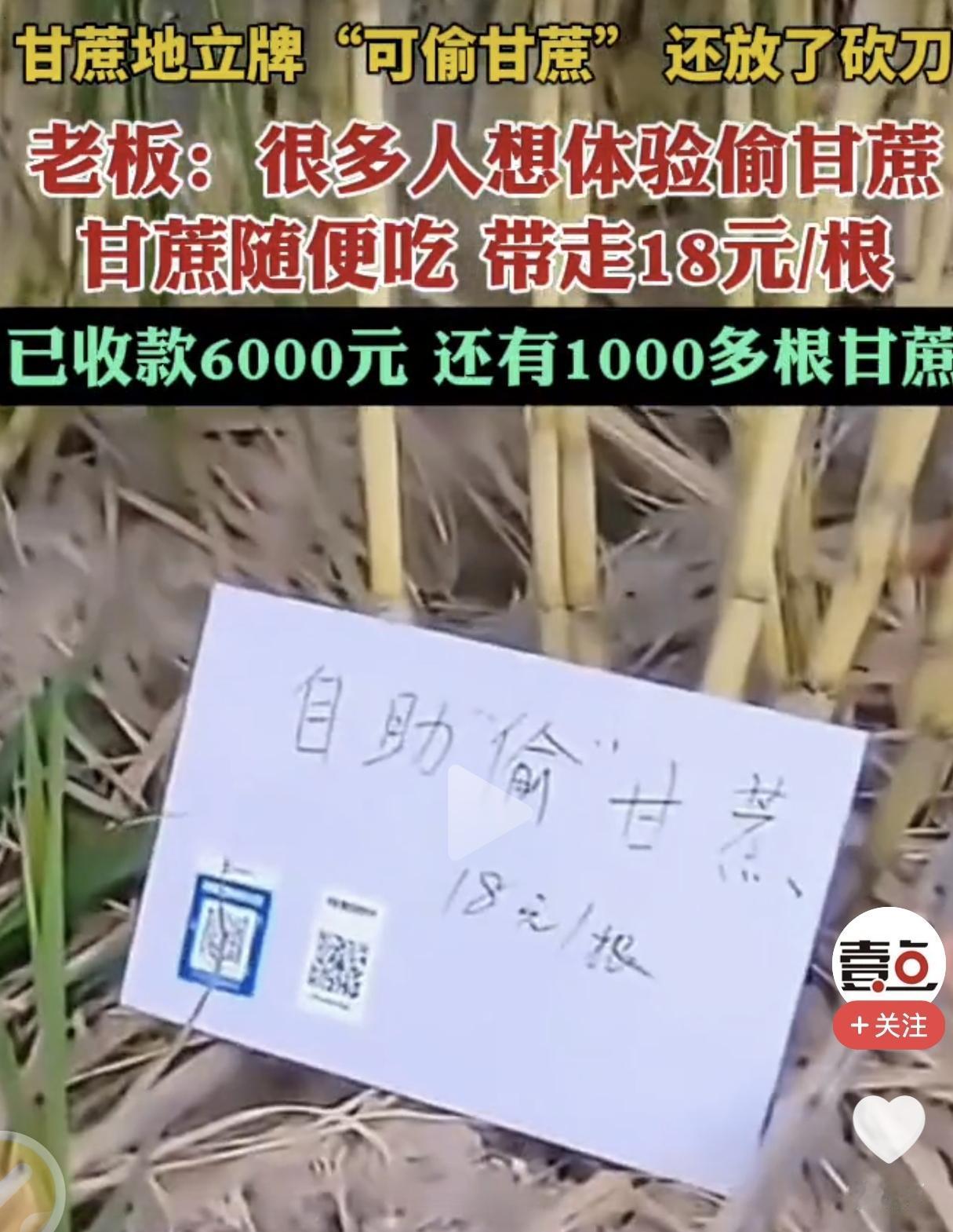 太会做生意了，卖爆了。
近日，浙江杭州种植甘蔗的一男子，用一招让自己的甘蔗供不应