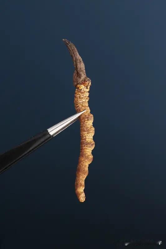 男子摔倒意外发现虫草 4天采获几百根 哇塞，这男子运气也太好了吧！摔倒居然能意外