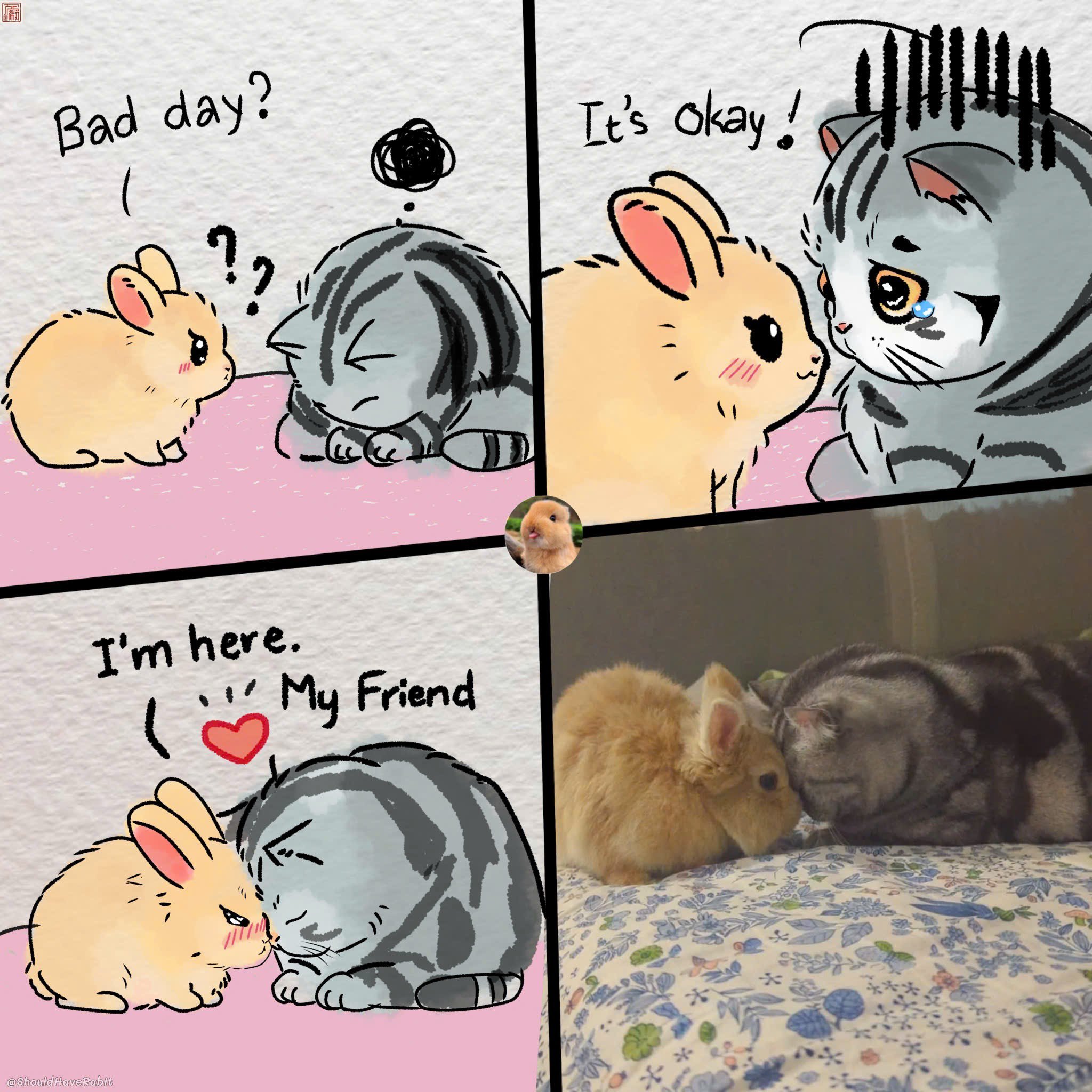 兔兔安慰心情不好的小猫 ​​​