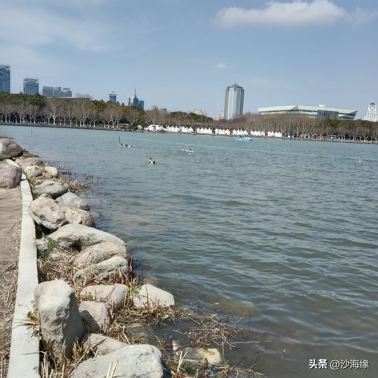 世纪公园的湖面漾着碎光，一只黑色的水鸟慢慢地拨开水纹，静静的伫立于湖面，享受着春