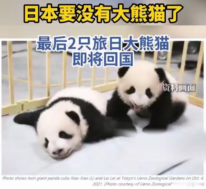 日本大熊猫即将"归零"！仅剩2只明年返还，中日关系影响"熊猫外交"

日本即将面