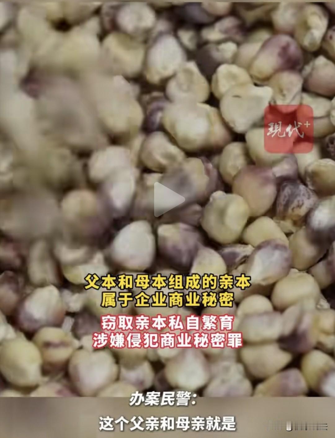“自作孽！”江苏南京，男子是一种业公司的副总，他监守自盗偷拿走7斤玉米亲本种子，