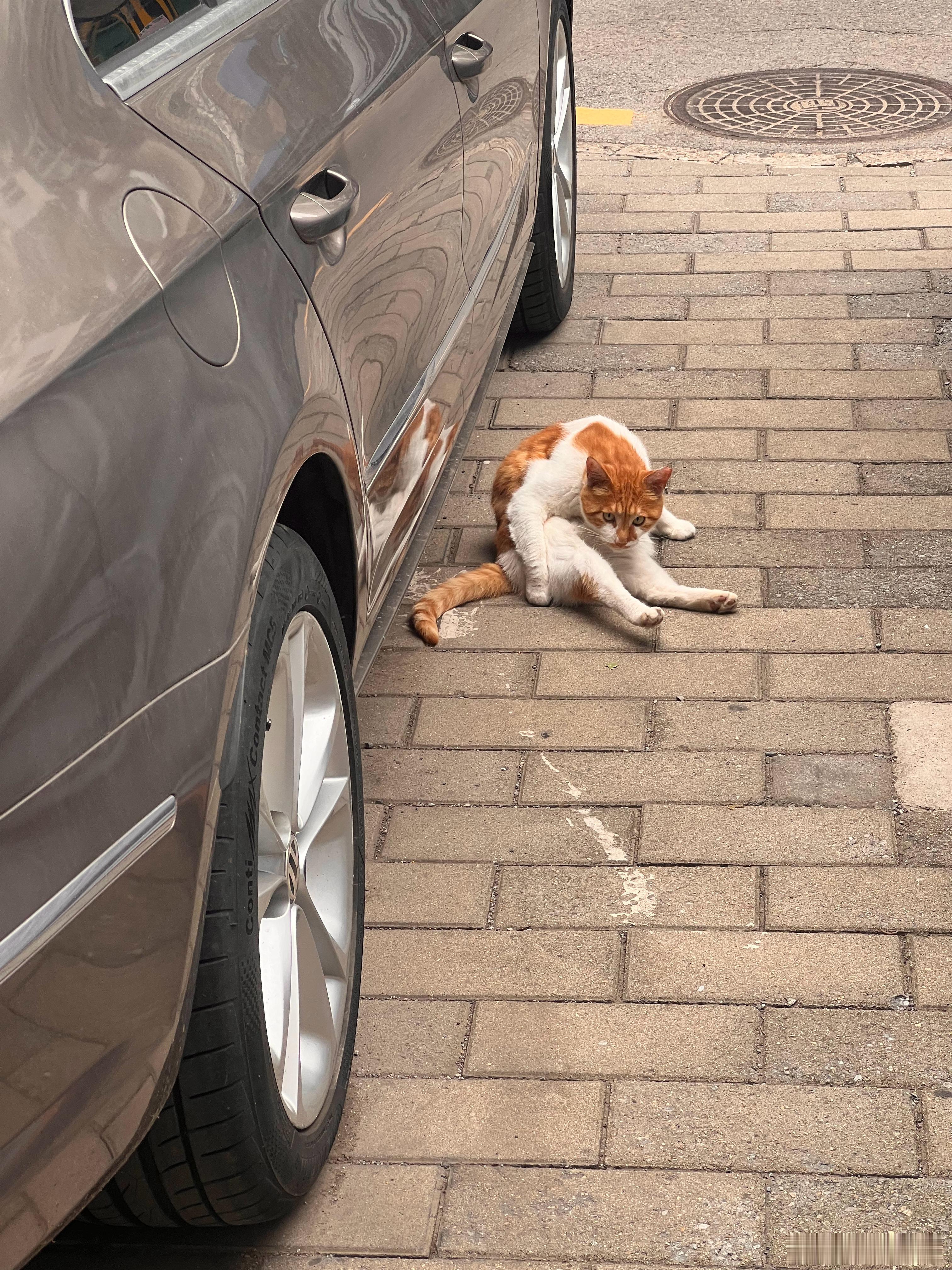 猫：你礼貌吗？ 北京