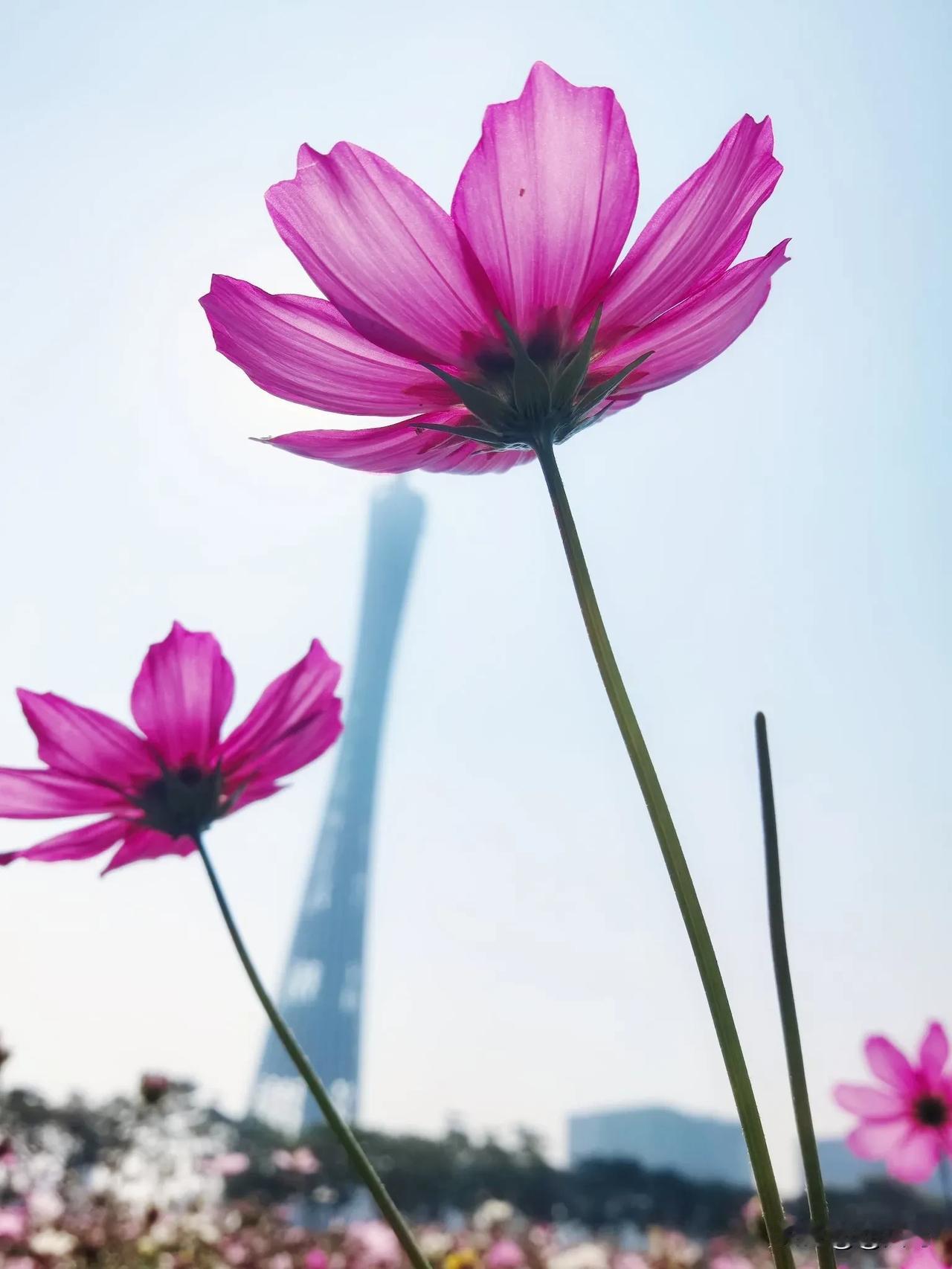 2024 即将杀青，2025 正式上链接！
 
看这几朵小花，是我在广州塔下偶然