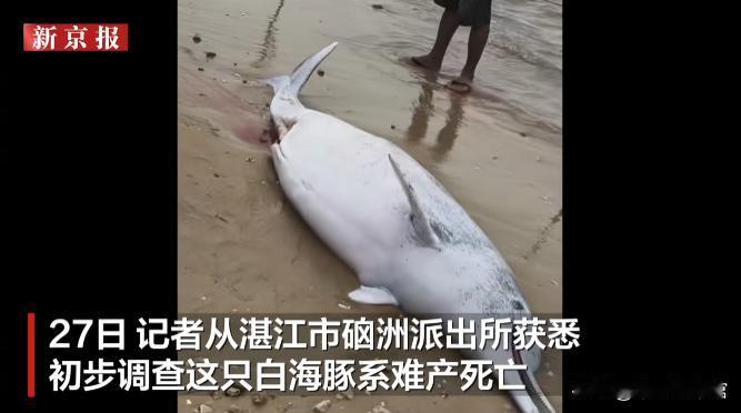 10月26日在湛江硇洲岛的谭北湾，海浪送来了一位特殊的母亲。[听歌]

一条近三