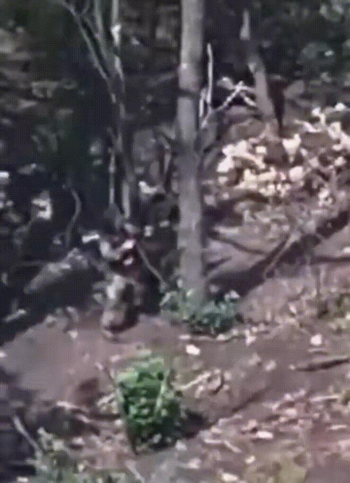一架乌军FPV无人机在树林中追杀一名俄军士兵，俄军士兵瞅准时机突然从树后窜出、抡