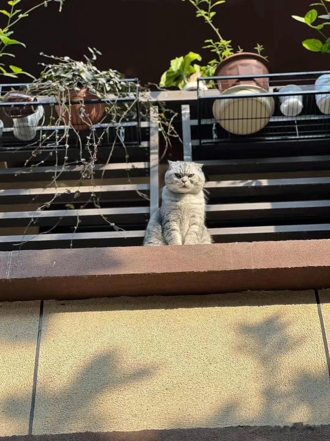 别人家的猫！