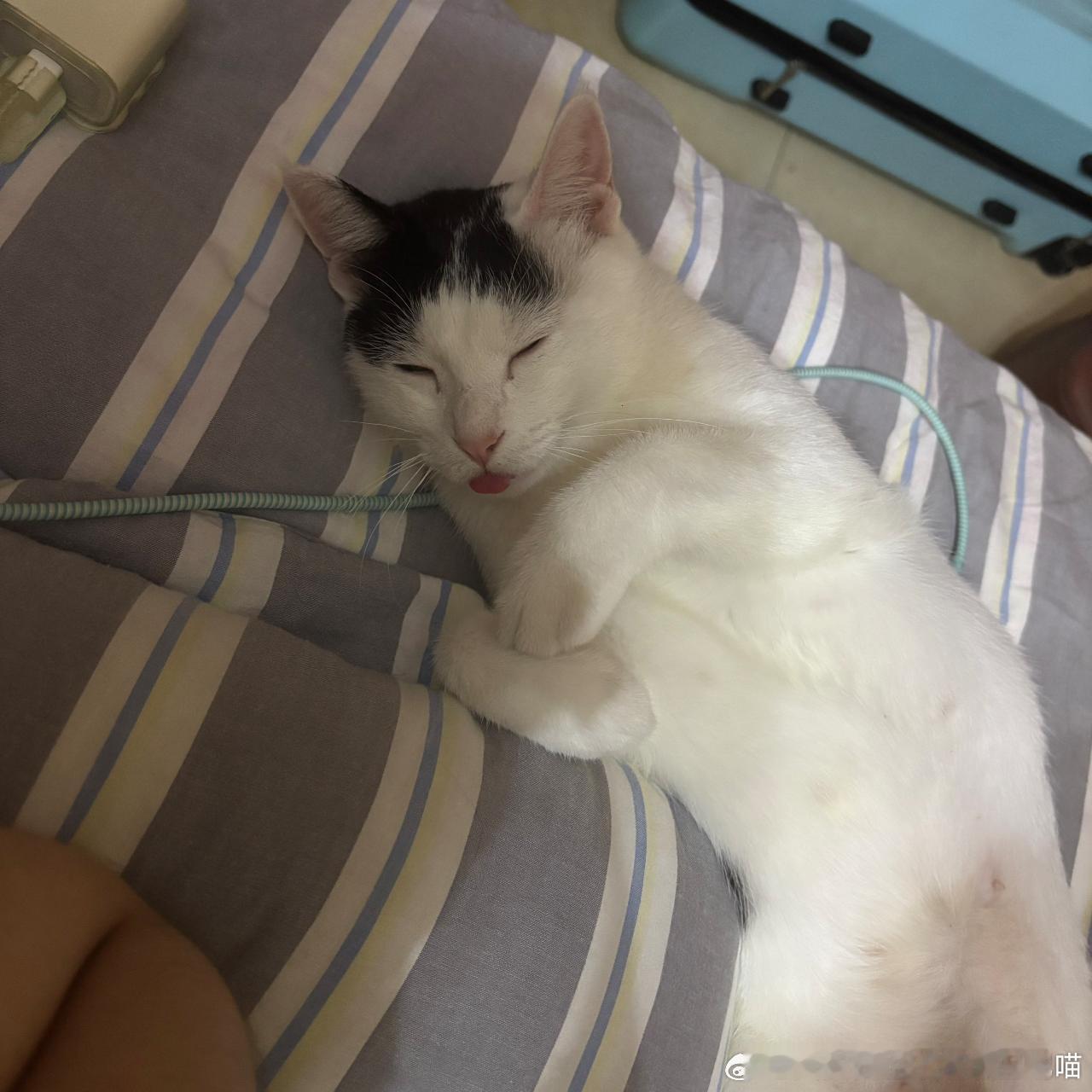 51089【丑猫】亲友家猫已理毛理得美醉了 ​​​
