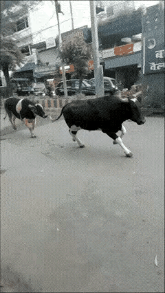 大牛踩小牛，你们觉得谁才是真牛？