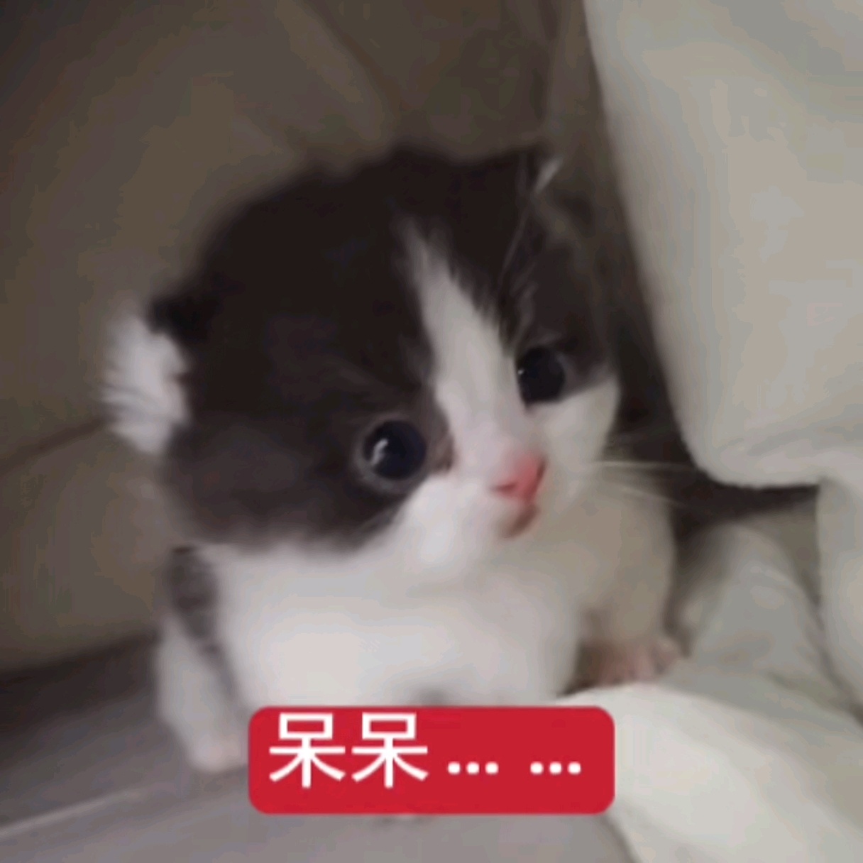 早上好米米们！我醒啦准备去考试了（） 