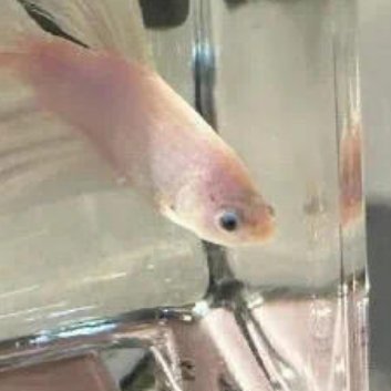 传播正能量是一份积极的心态，使自己的内心充满自信、豁达、愉悦、进取；使别人感到暖