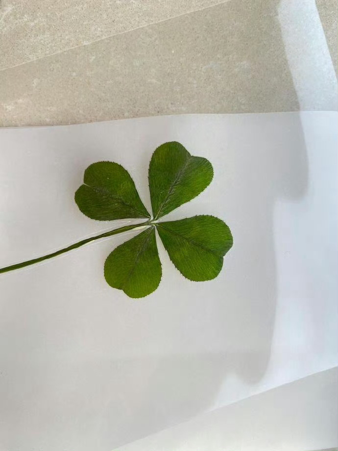 好运四叶草🍀见者有份 