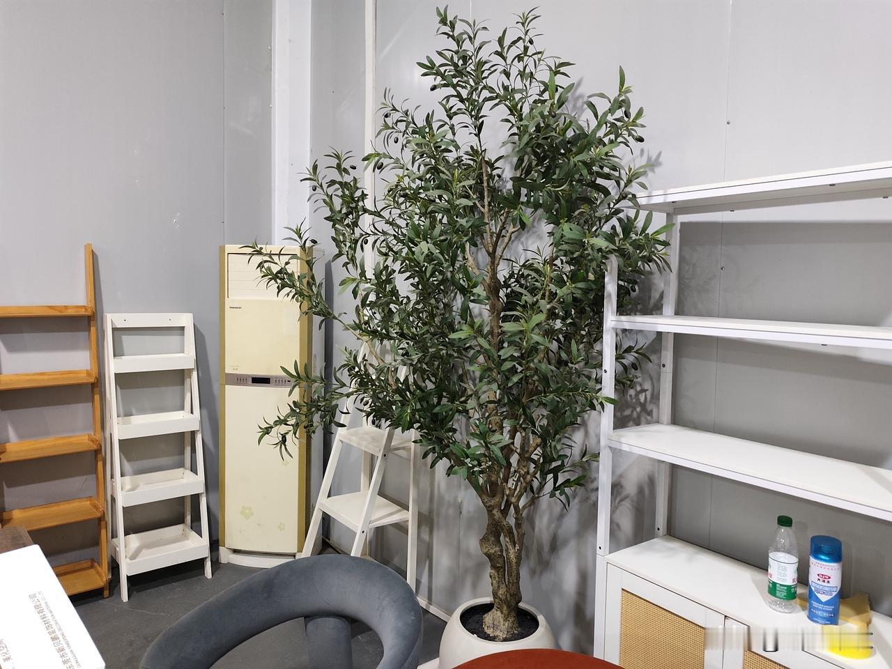 真心话茶局样品室放了一棵盆栽枣树，我以为是真枣树，走进一看才发现是塑料做的。有时