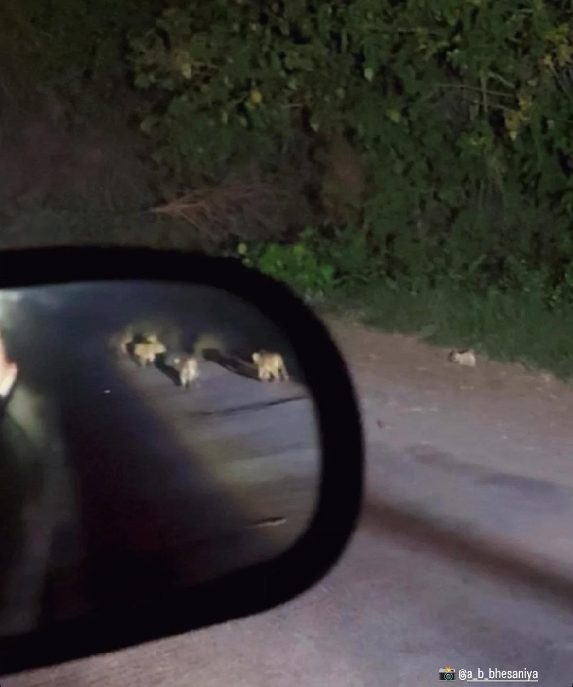 后视镜里亚洲狮妈妈在教小狮子过马路。亚洲狮是社会化最强的大猫，它们性格...