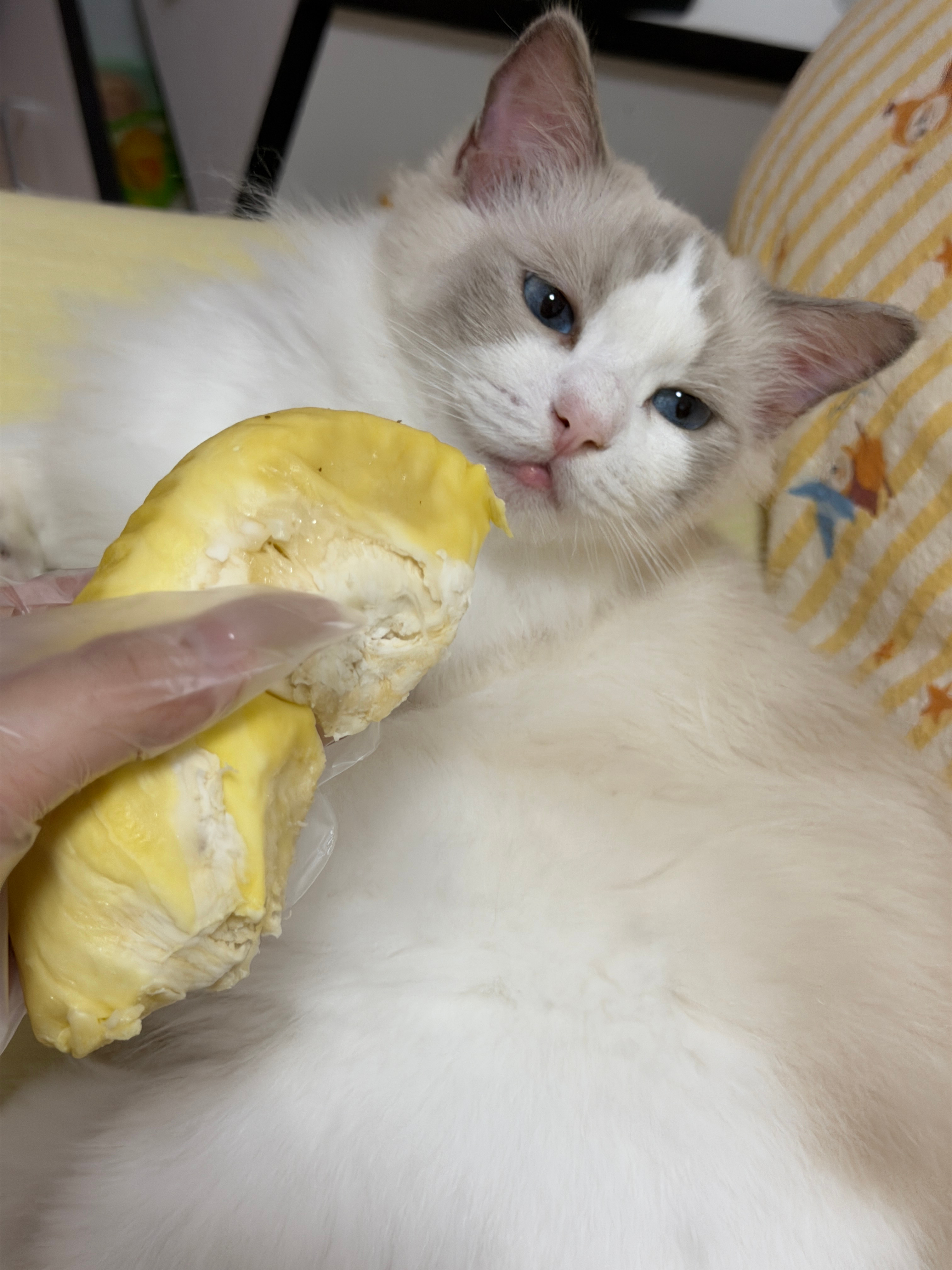 小猫初闻榴莲体验