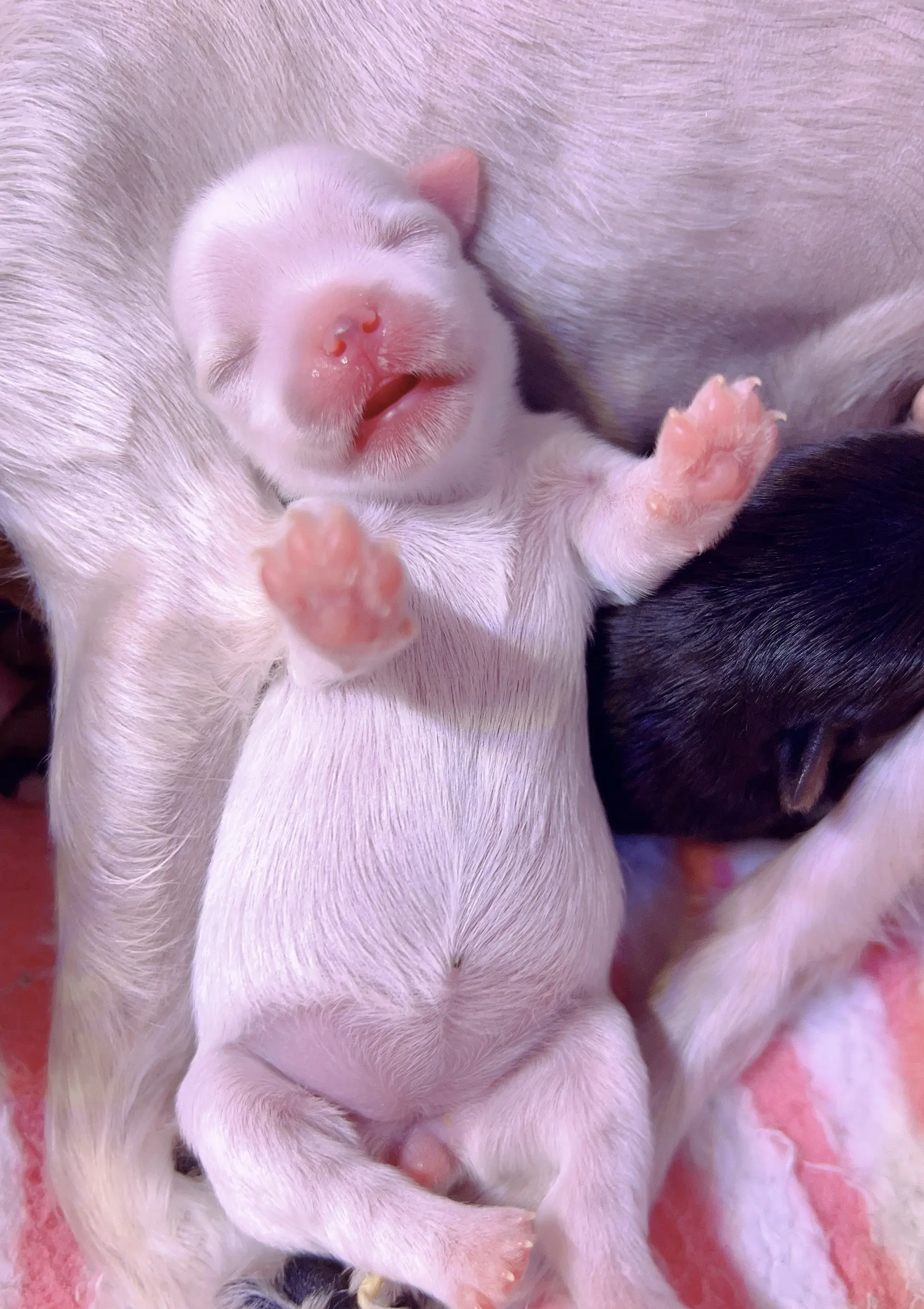 小狗也会睡的四仰八叉。