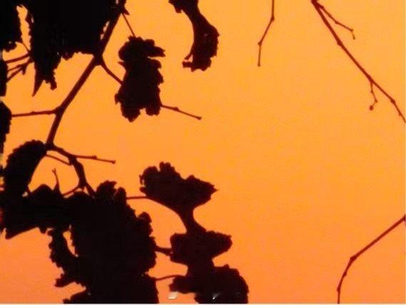 阳光信用[超话]  每个人总是渴望将日子过得行云流水，有滋有味。总希望掬一颗明净