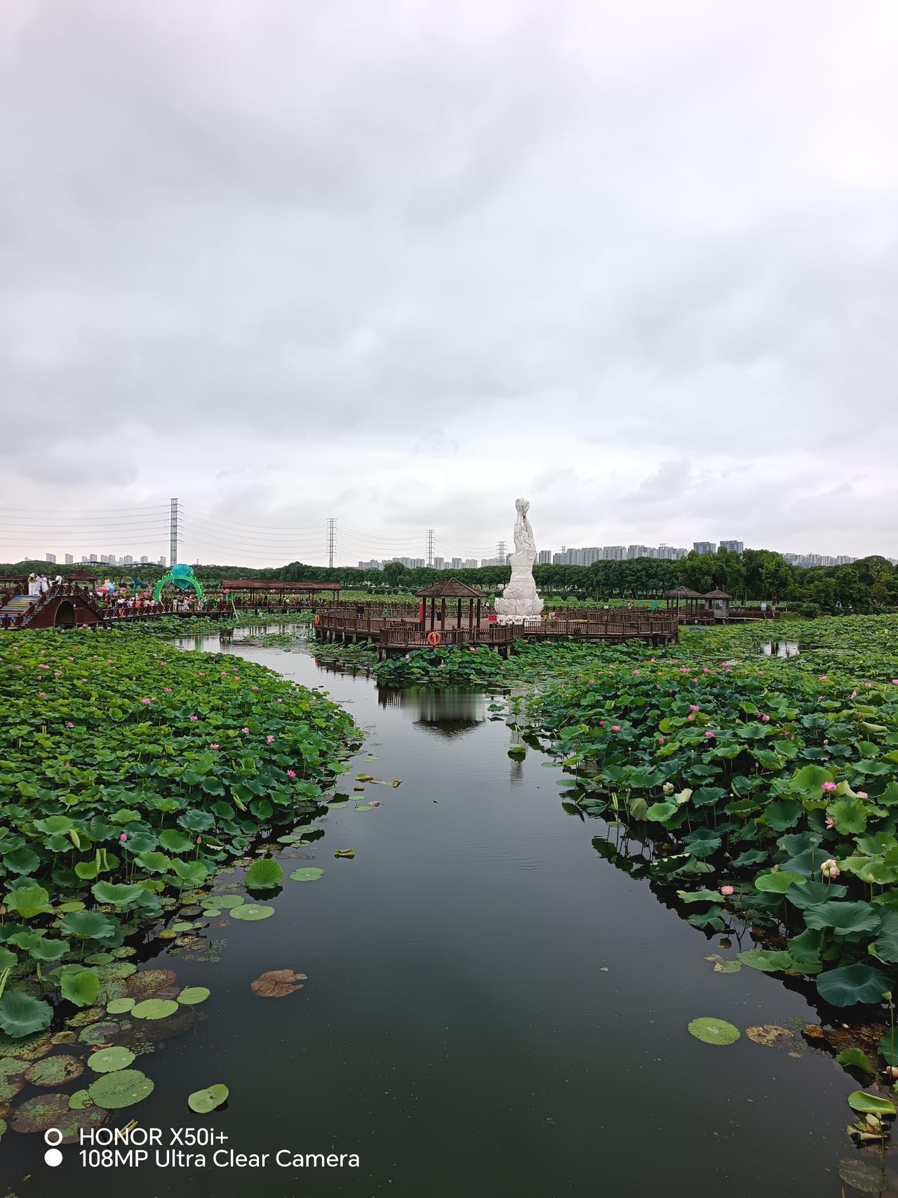 今日无雨去苏州荷塘月色湿地公园赏荷花。