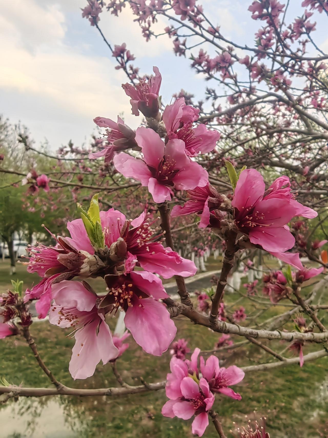 4月初的银川，简直是花的海洋！各大公园的桃花都开了，粉白的花海如云似霞，美到让人