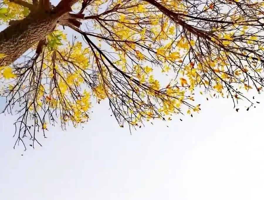 发现了没有？

在农村有个很常见的，事情。

就是那些上了年纪的老人

如果村里