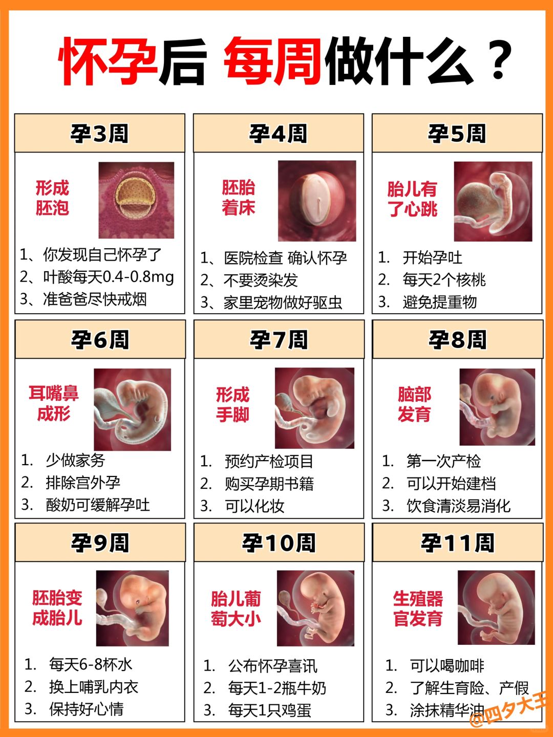 怀孕1-40周要做什么⁉️附胎儿发育过程，收藏
