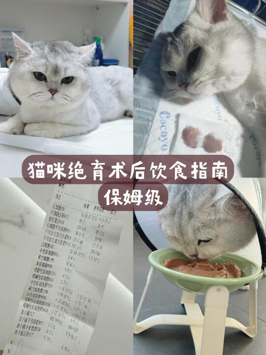 猫咪绝育术后饮食指南