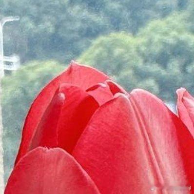 花为谁开，又为谁败，花开谁赏，花落谁怜！ 