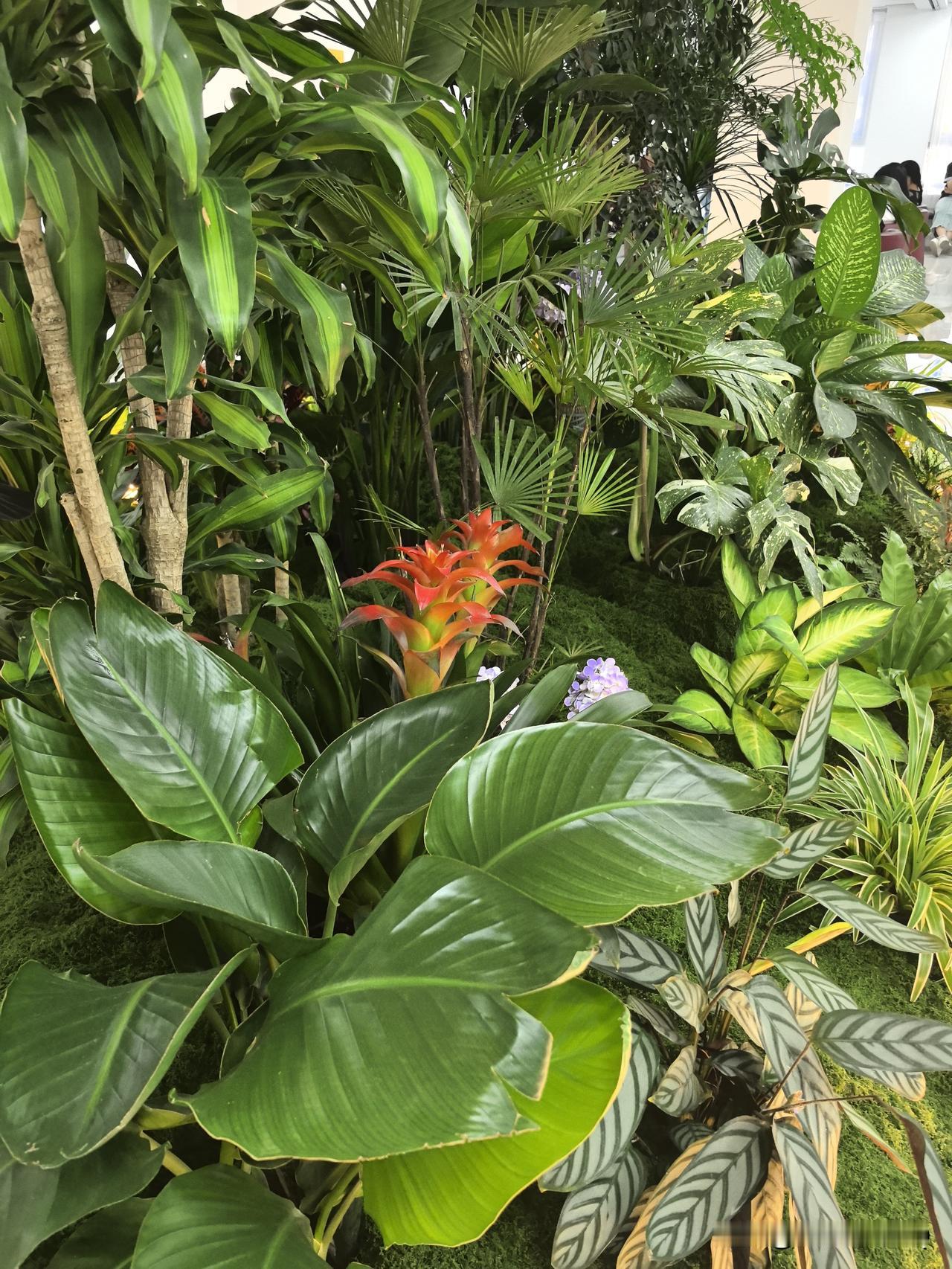 花落阶前无俗事，一窗云影伴清欢。