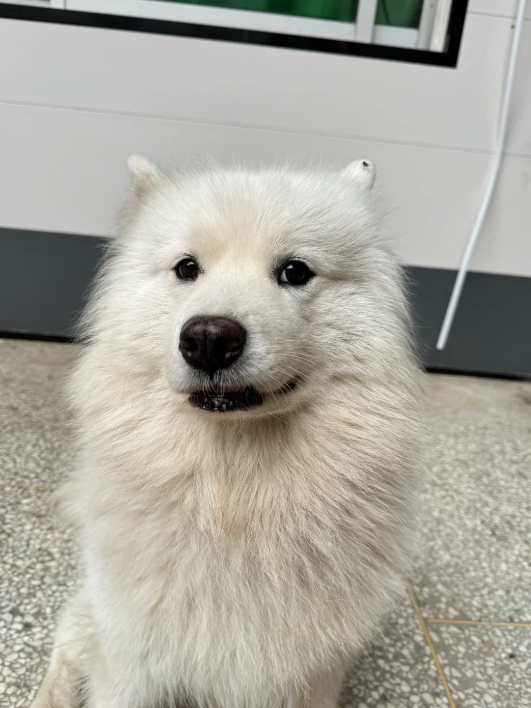 守村狗