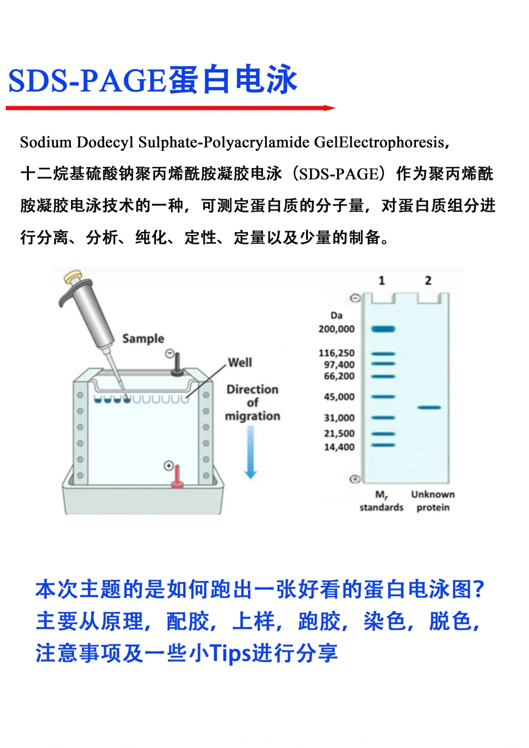 导师以为你会但不一定教你的蛋白电泳小技巧