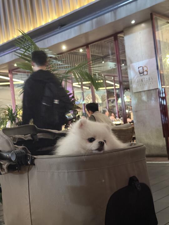 如花似玉的年纪里学会了忧郁