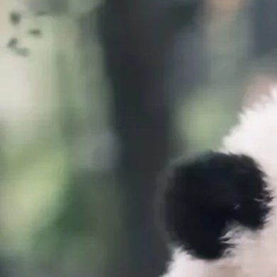 熊猫守护者 yy每日一善 开启日行一善之旅，记录美好，分享感动 ​​​