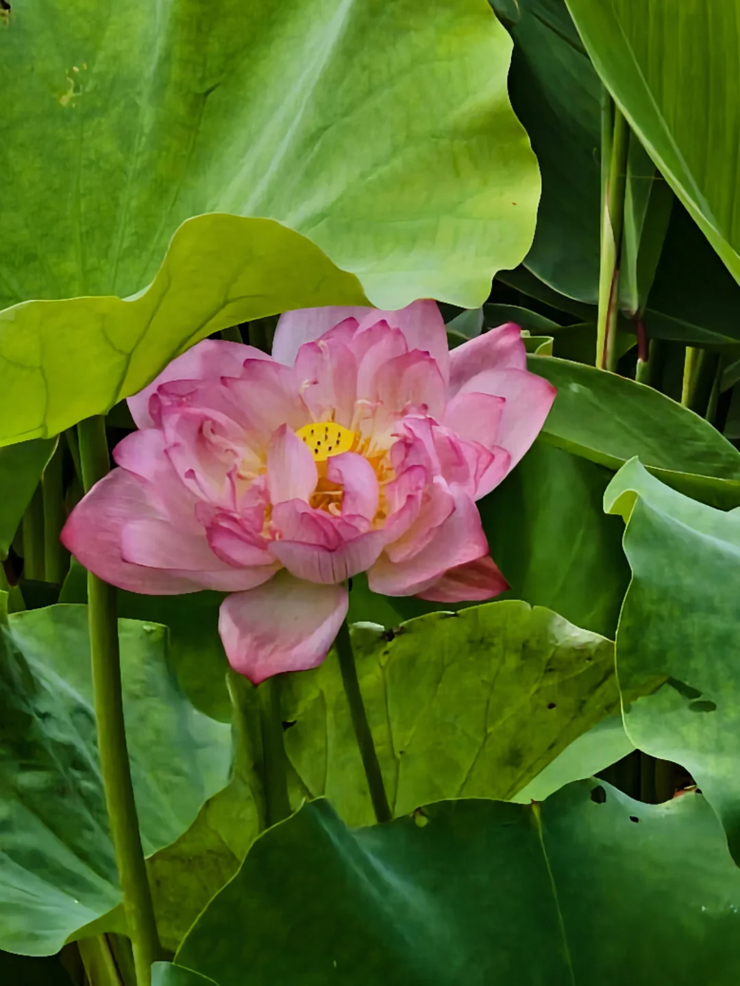 东山湖公园~荷花