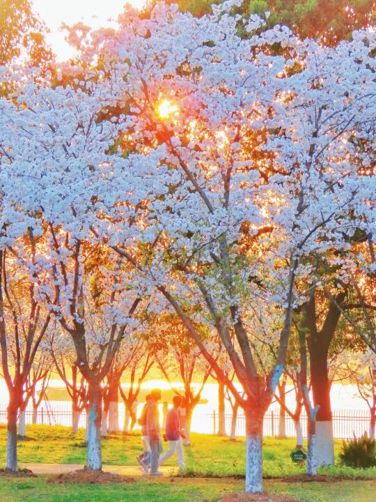 3月来南京看樱花别只去鸡鸣寺，附攻略