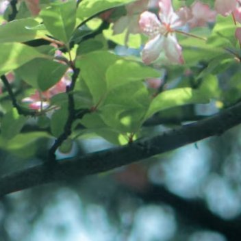 1201海棠开时，春满江南春风一到，江南的院子就活了。垂丝海棠斜斜探过黛瓦檐角，