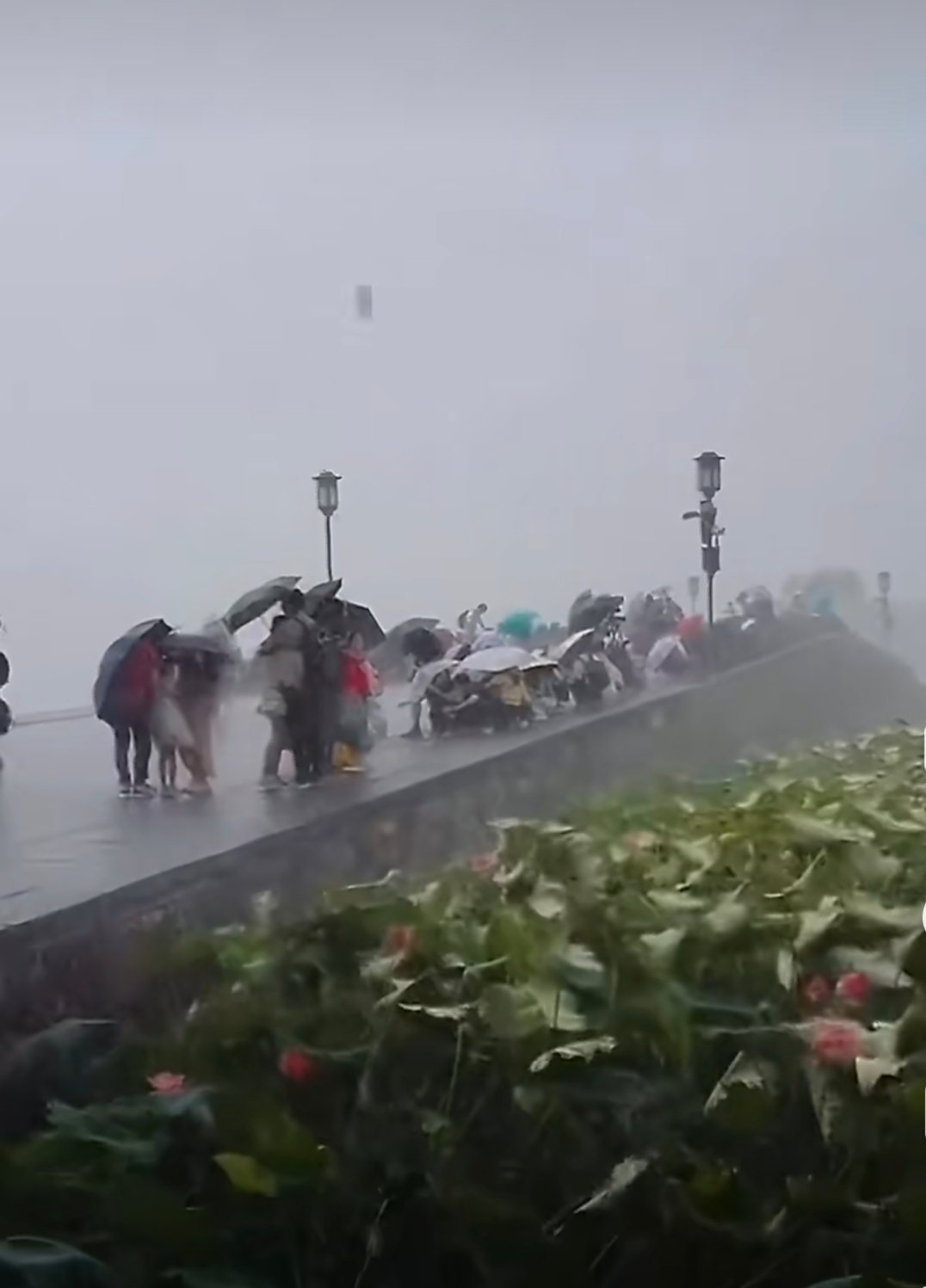 西湖突下暴雨游客蹲断桥上躲避哎，咋这么不听话嘞，西湖的水我的泪啊 台风白海豚 大