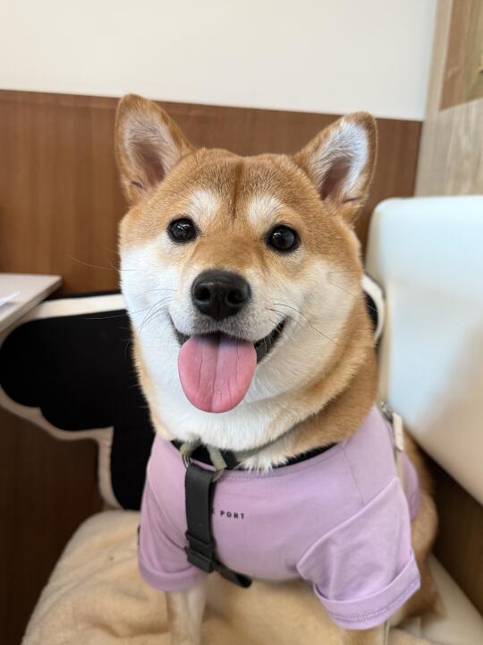 妈妈带我吃高级餐厅