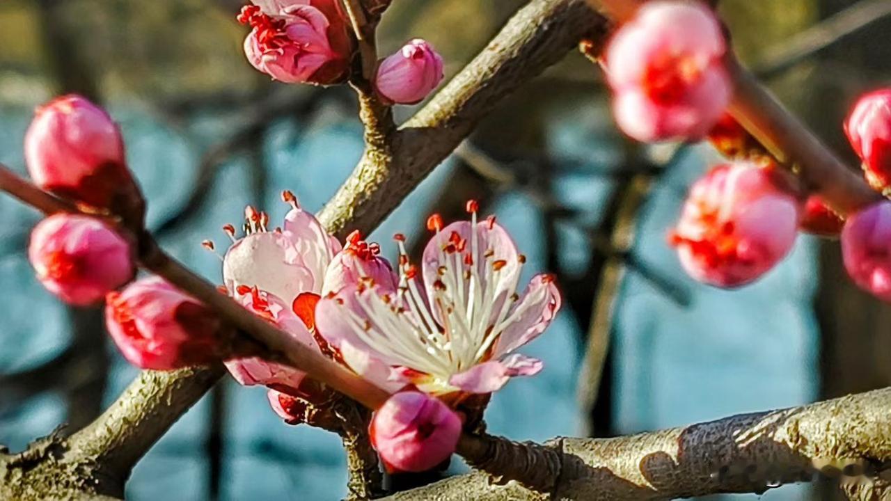 三月春时濛细雨，滋润枯草发新芽。
草木感知今春暖，红粉花蕾现桃枝。