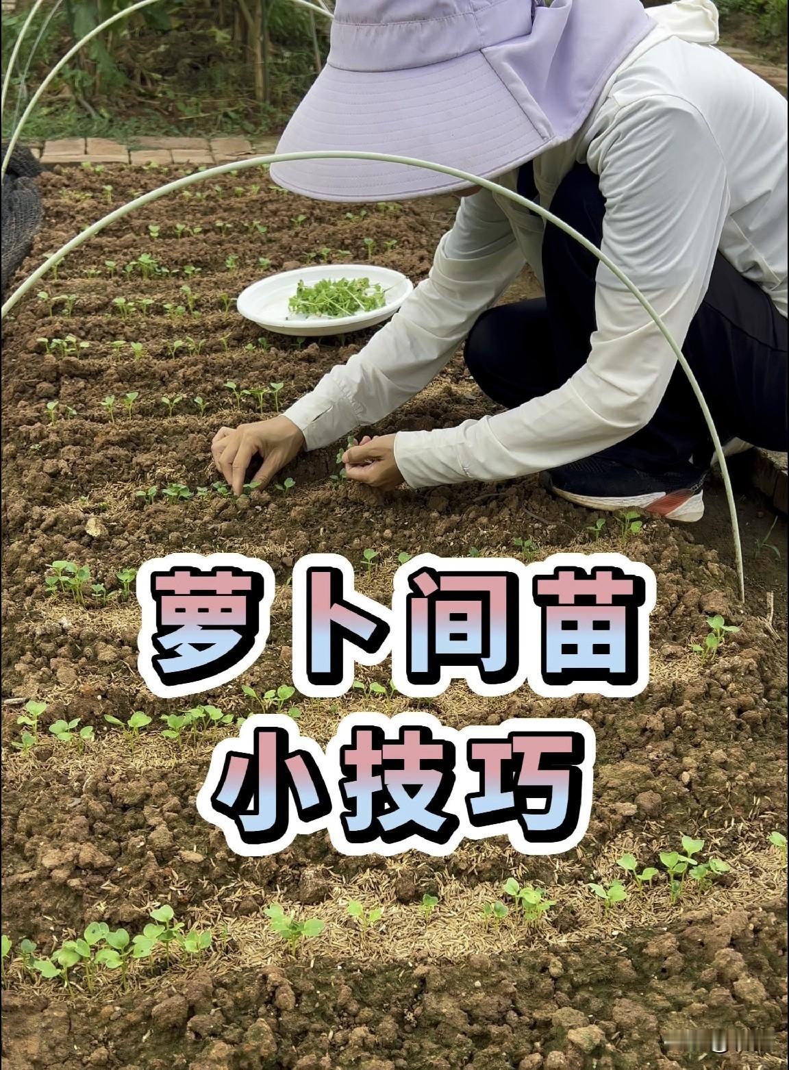 胡萝卜出苗后，如何间苗和浇水？
 
胡萝卜小苗密密麻麻挤在一起，必须分两次间苗，