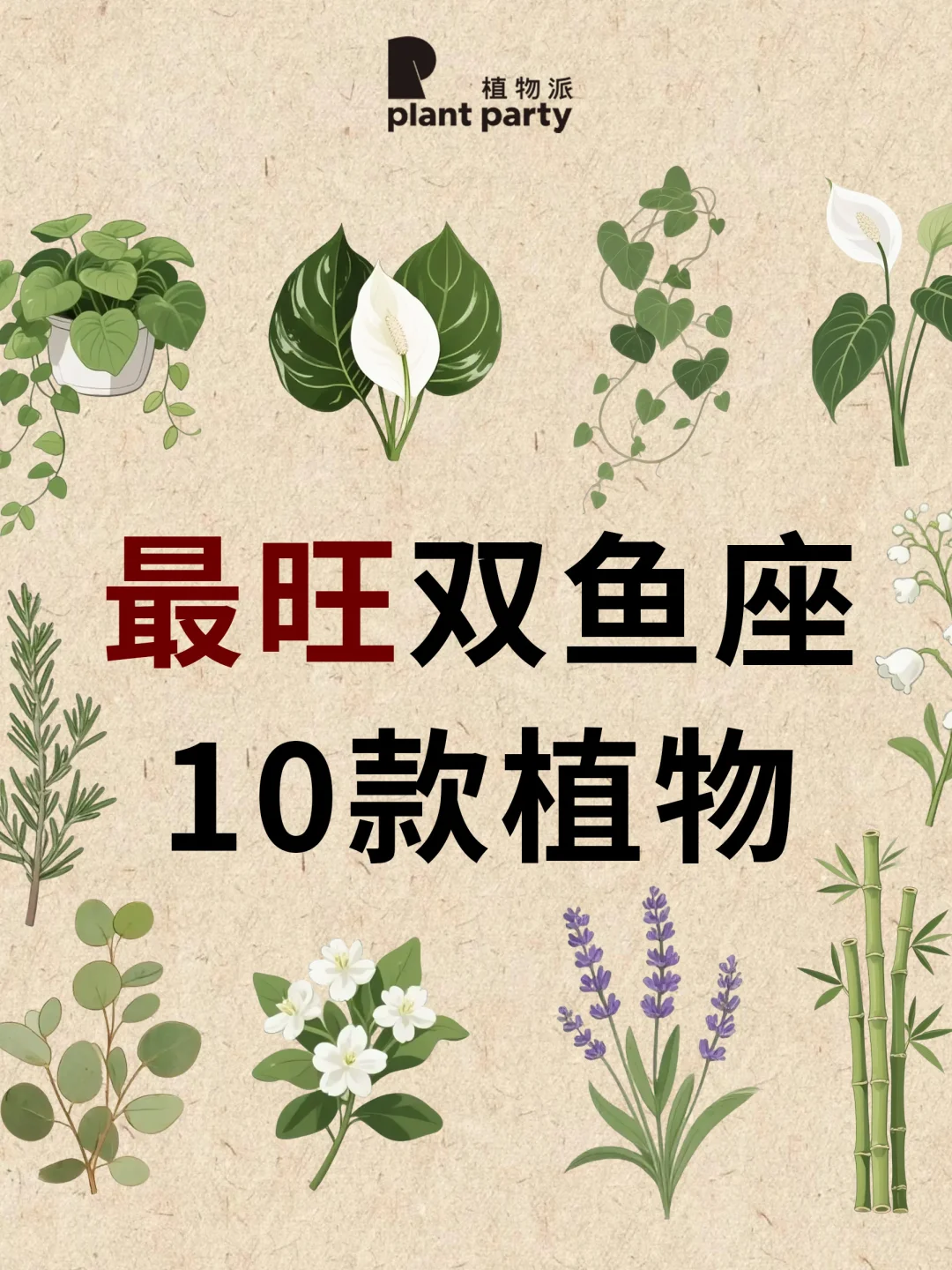 双鱼座一生最旺天选植物💰旺到发光