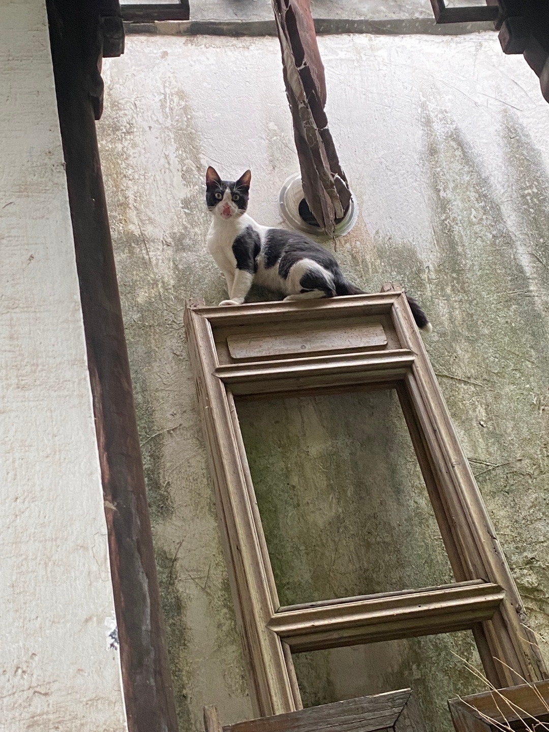 想到什么就能看到什么，太可爱啦！！！奶牛猫