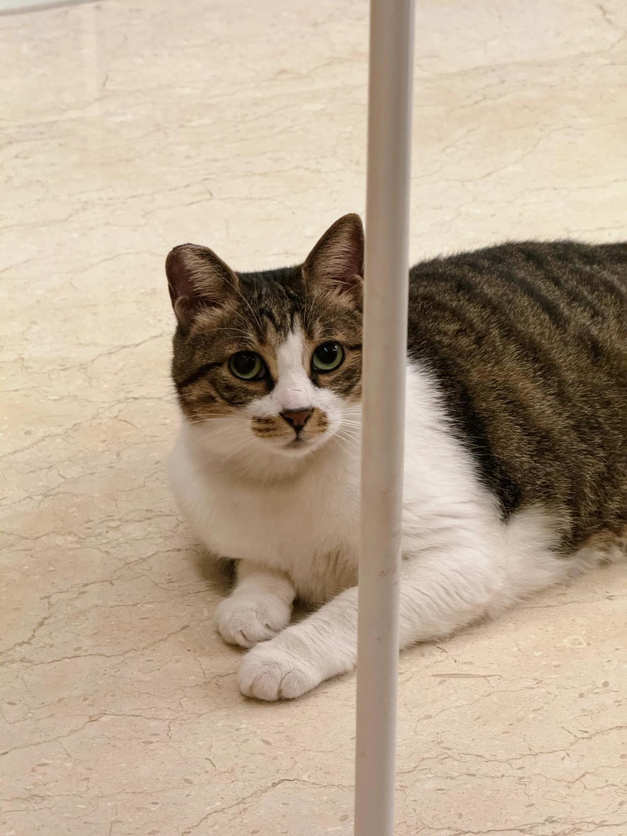 妈妈，我阔爱吗？
当然！
#猫咪# #萌宠#