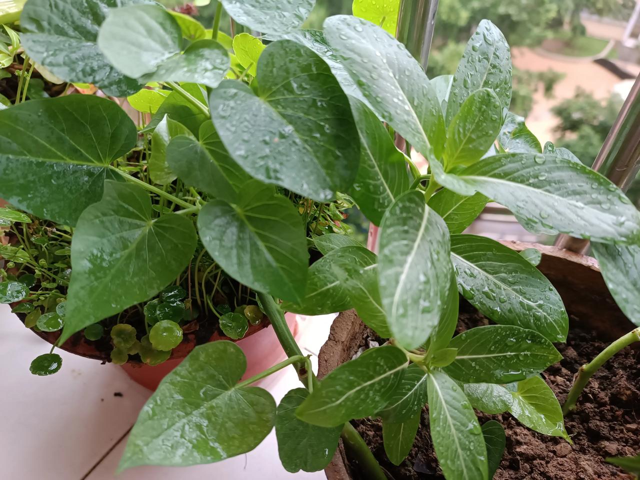 星期二上午
下雨🌧️濛濛
一阵一阵的
气温十分舒适
上午好[爆竹][爆竹]