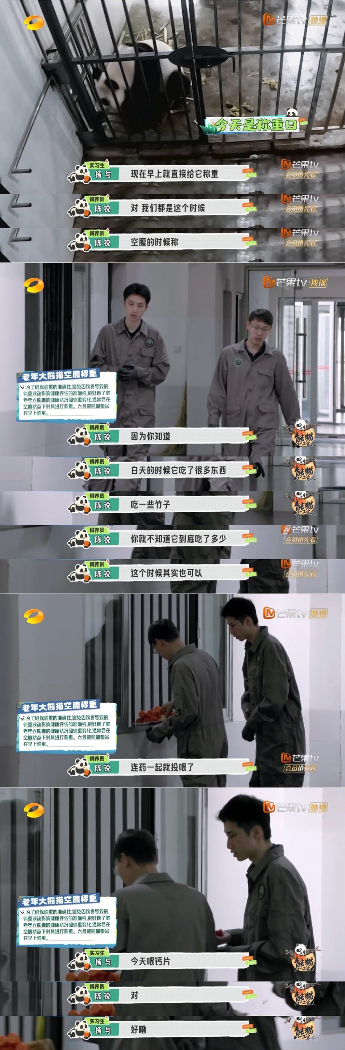 #大熊猫空腹称重演我# 看大熊猫空腹称重简直就是在演我[收到]别说空腹了，都得去
